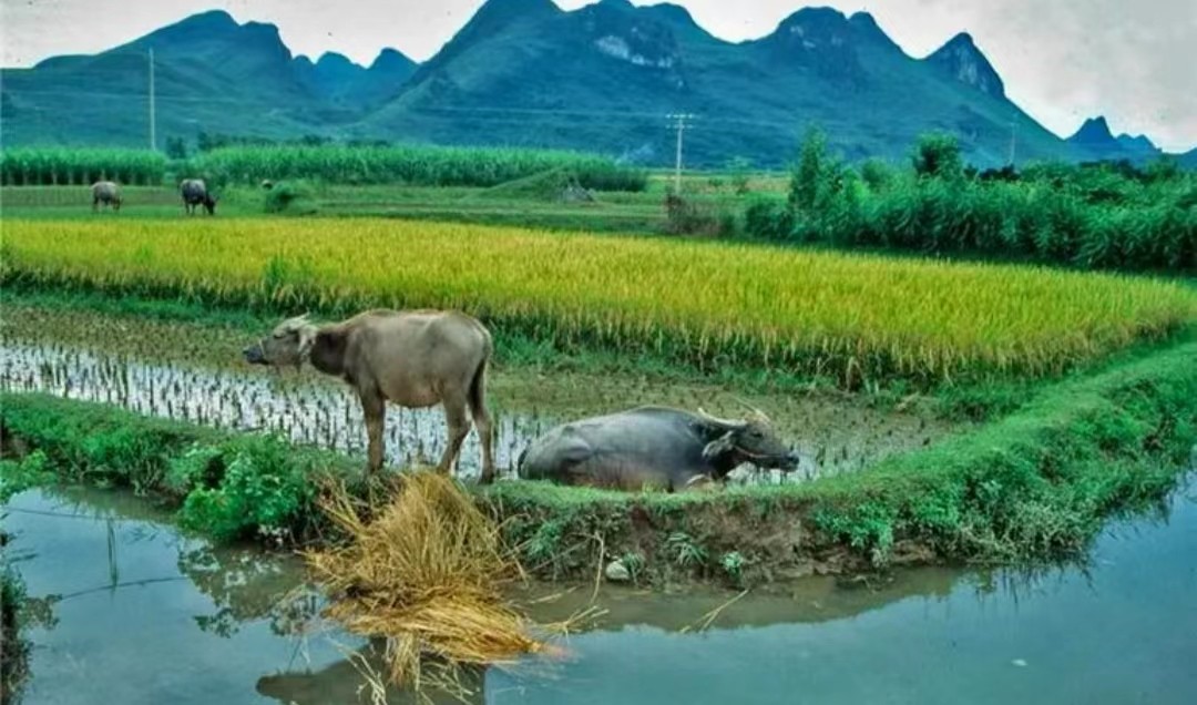 新农合涨价还能继续交吗,新农合涨价六类人不用交