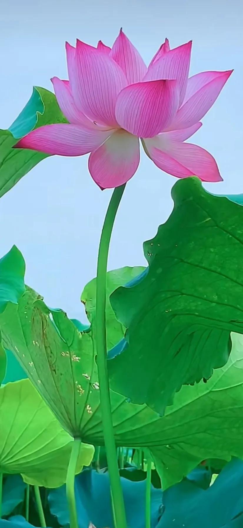 分享一组荷花图,分享一张你与荷花的照片