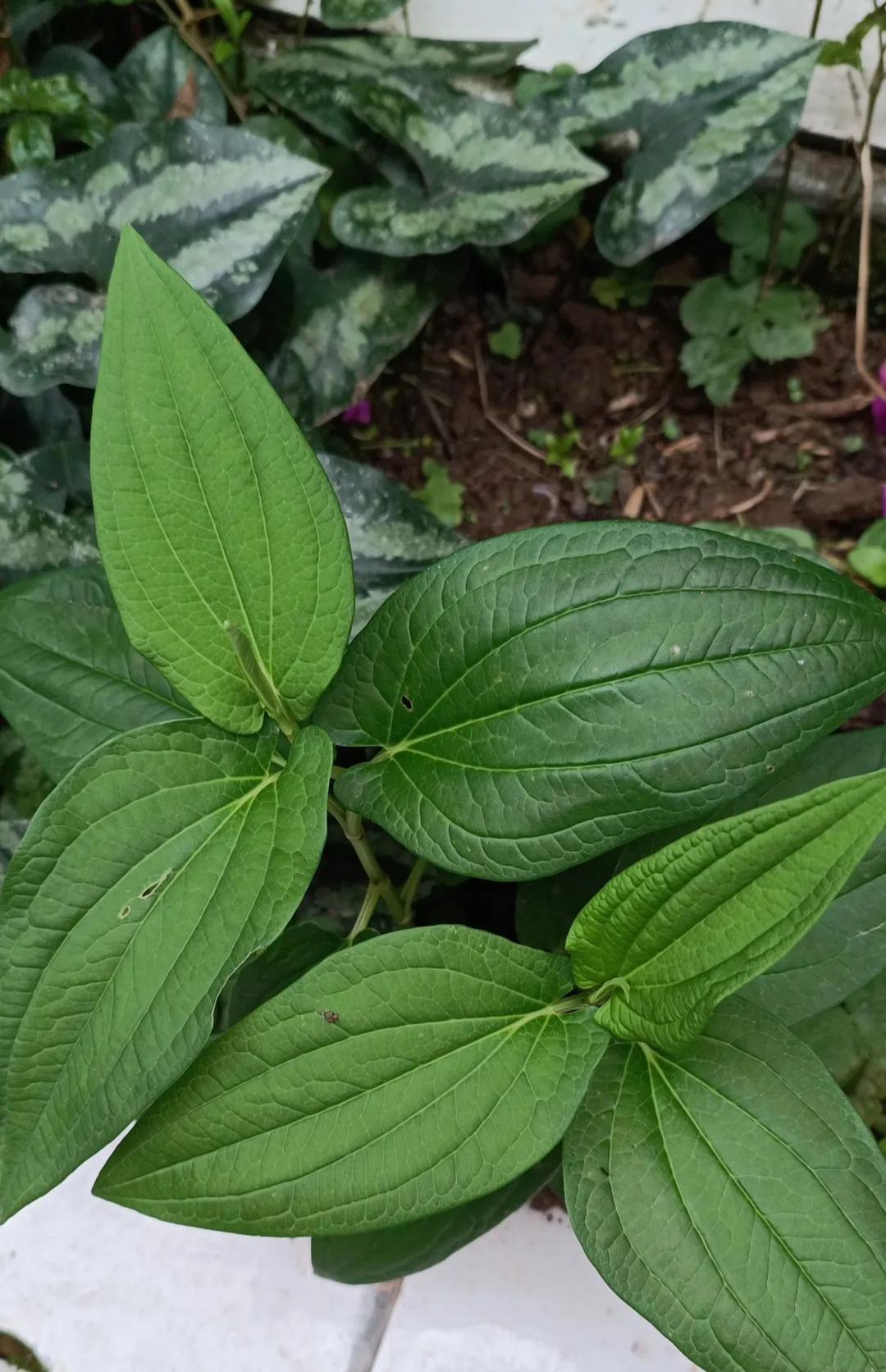 更年期潮热，用单味杞菊地黄丸两例，效果截然不同