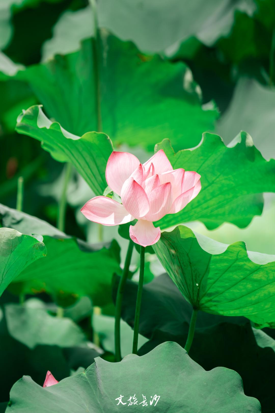 长沙赏秋去哪里,长沙第一波赏荷地图