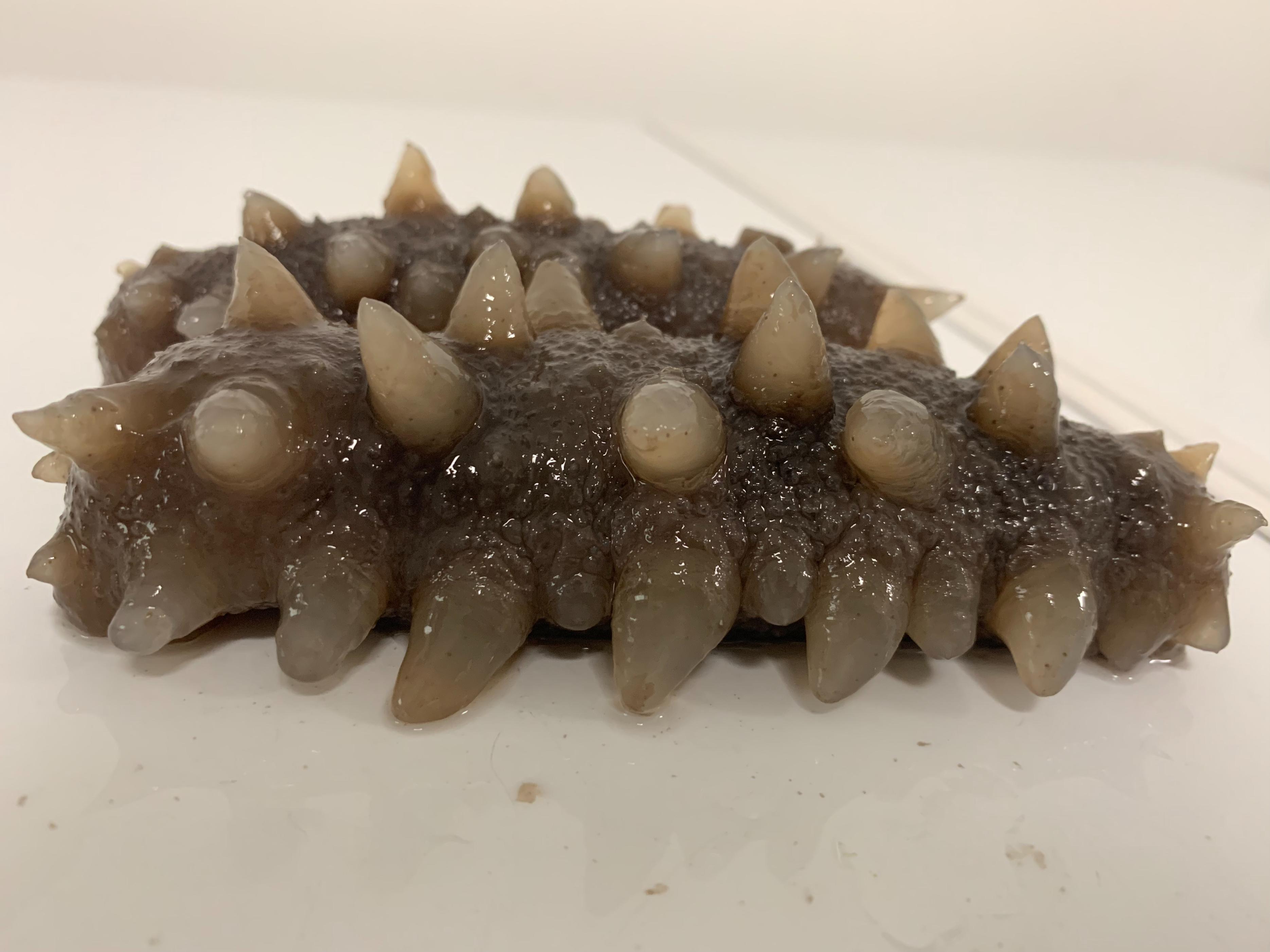 海参价格大概多少钱一斤最合适,海参价格一斤多少头最好