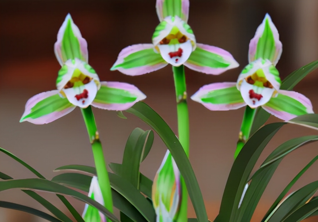 叶片又宽又厚带金边的兰花,带一点金边的兰花是什么品种