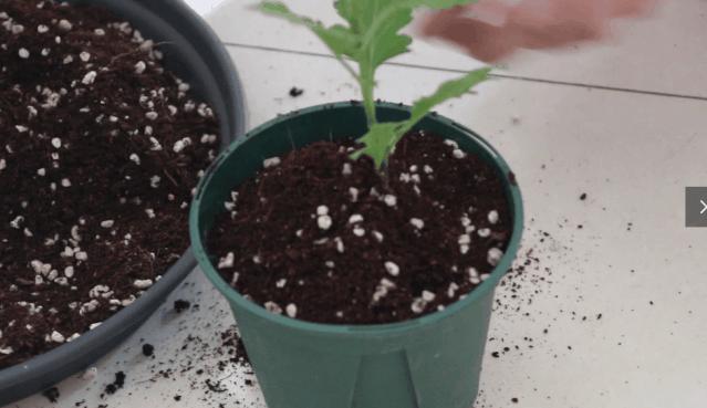 中国十大稀有珍贵菊花品种图片,一年四季开花的菊花有哪些品种