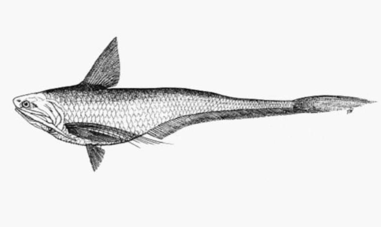 长江禁捕刀鱼哪里来的,长江十年禁捕刀鱼多吗