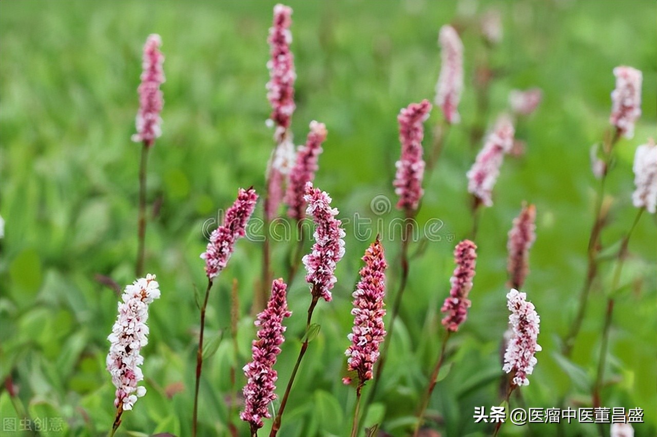 生发养发治疗各种脱发奇效,生发乌发中药材