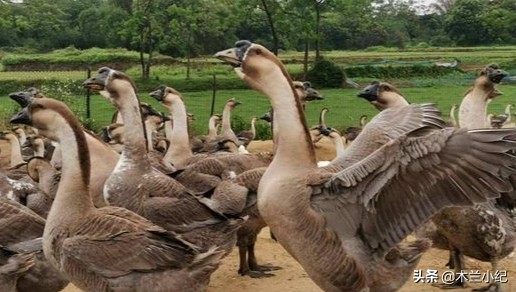 为什么所有动物都怕大鹅,鹅的战斗力到底有多可怕