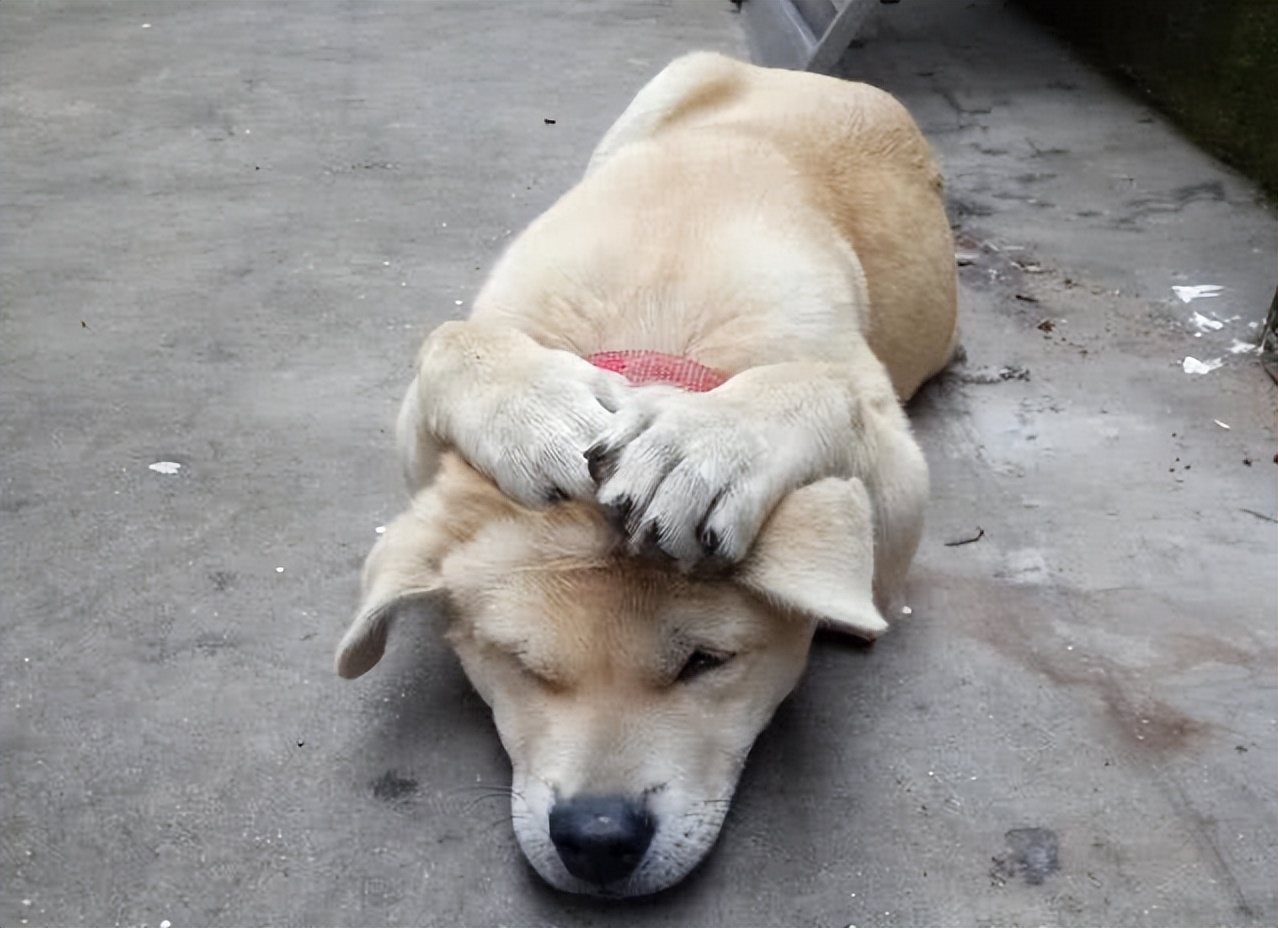 打骂狗狗,打骂狗狗有什么影响