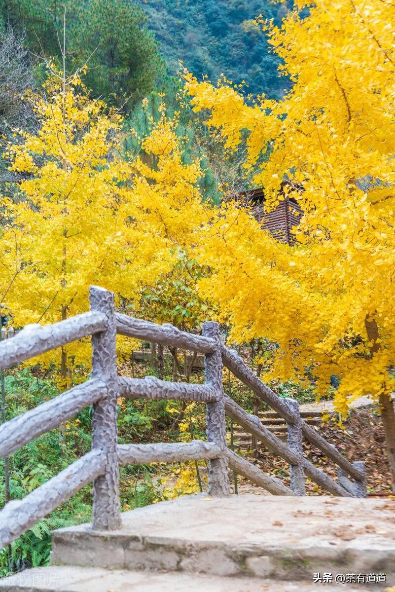进入怒江雾村必走的茶马古道,怒江大峡谷茶马古道雾里村