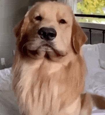 养狗首选这5种狗忠诚又好养,新手养狗适合养什么狗基础知识