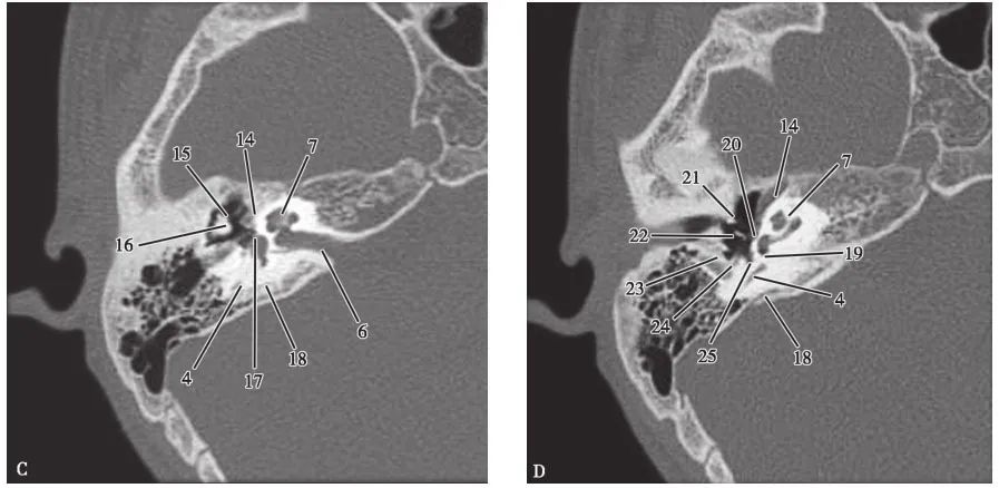 耳部解剖结构和生理功能,耳部解剖笔记