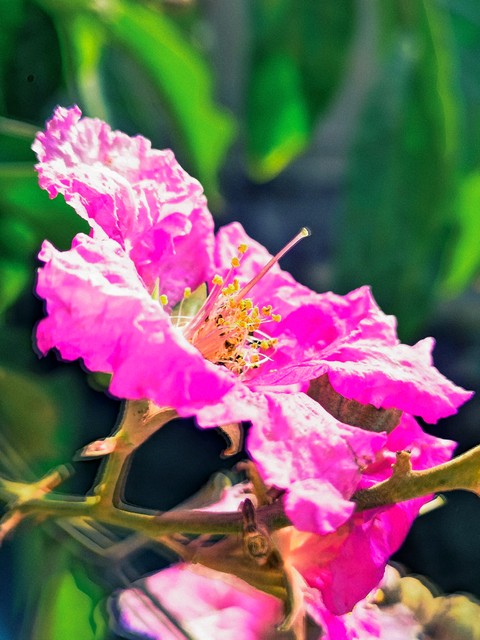 紫薇都市田园直播,紫薇都市田园好玩吗