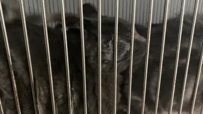 江苏偷猫事件,偷猫人被抓新闻