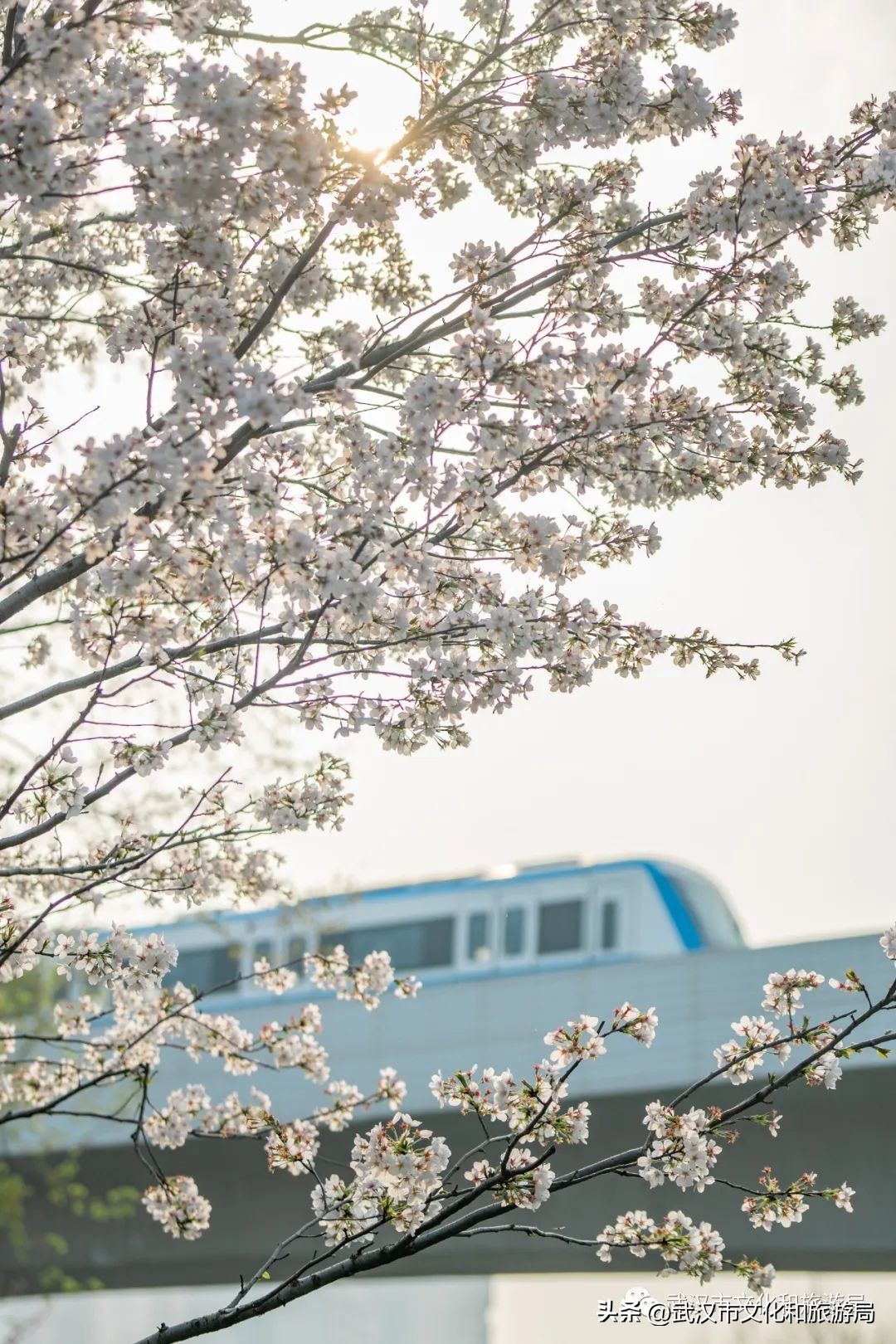武汉不花钱看樱花地点,来武汉一定要看两坝一峡登黄鹤楼