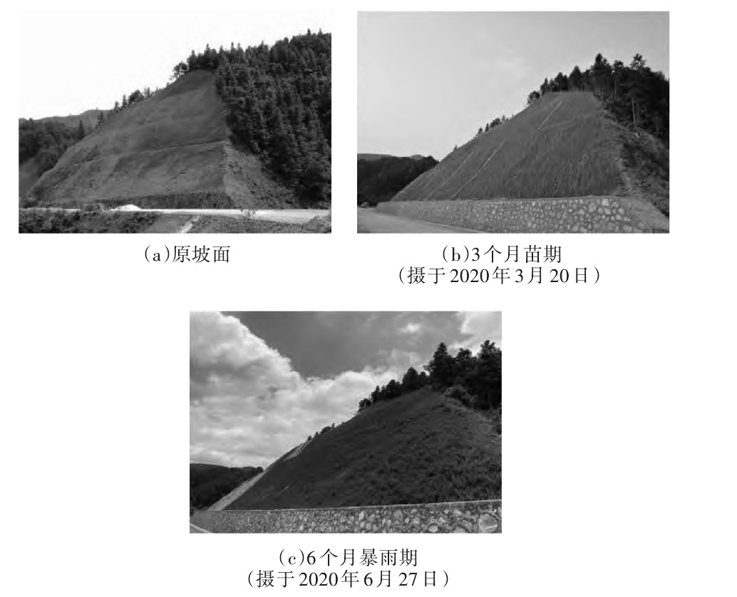 绿色生态公路建设,生态混凝土护坡技术与应用