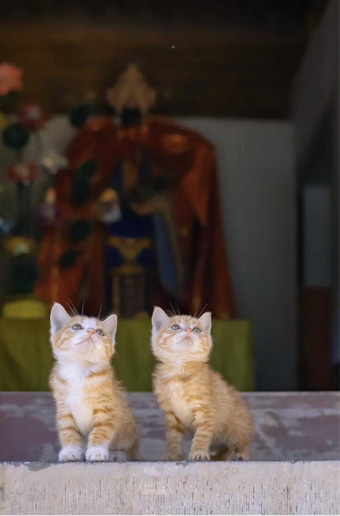 治愈系壁纸｜132张可爱小猫咪的样子