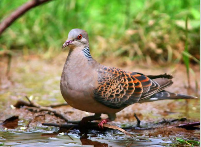 大斑鸠要吃小斑鸠吗,斑鸠喂食的危害