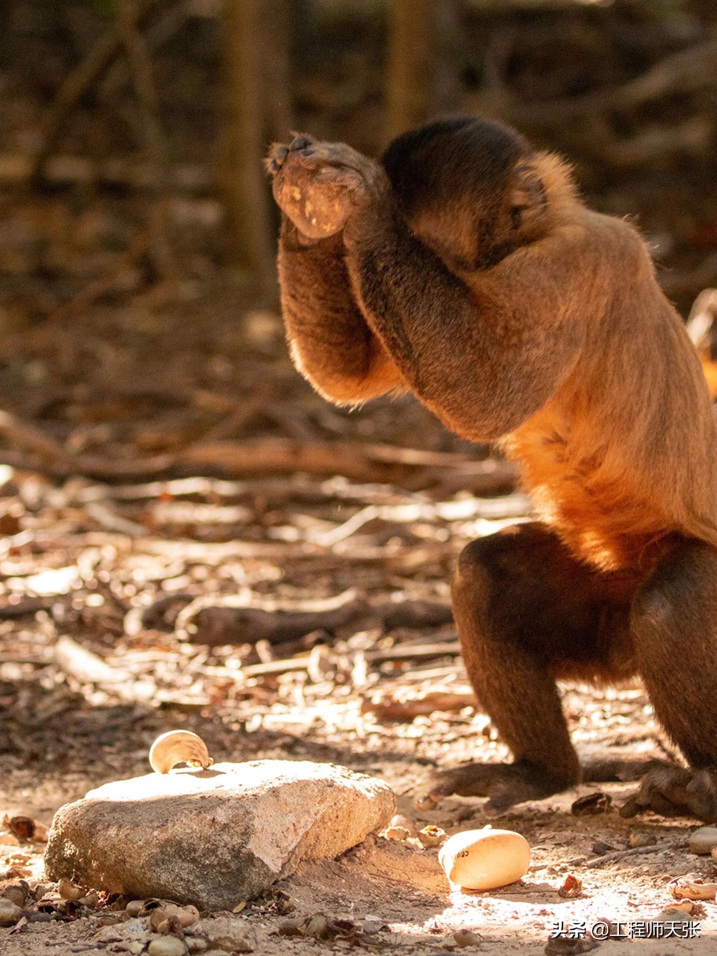 奇特长相的猴子,最像人脸的猴子