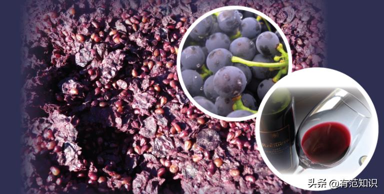 酿造葡萄酒的基本步骤,如何酿造香气扑鼻葡萄酒