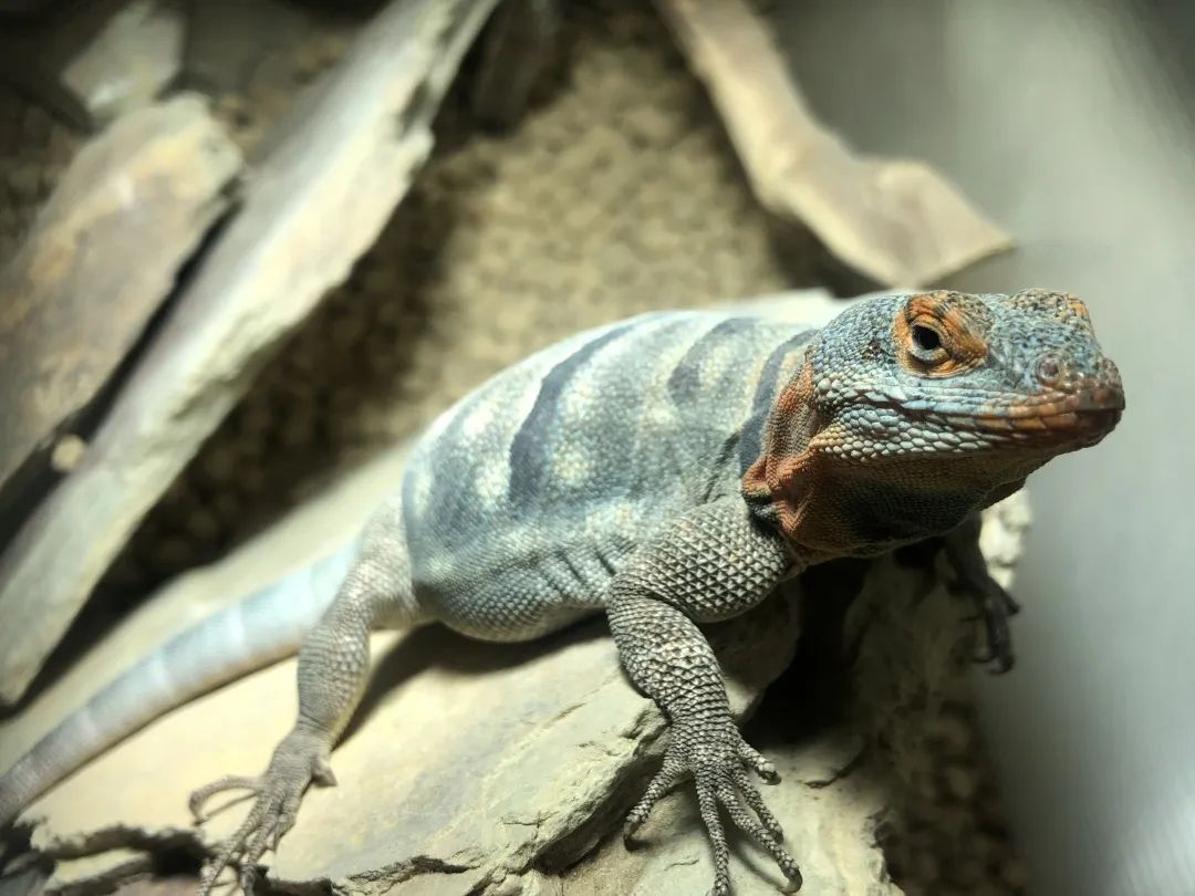 疫情与那些养爬行动物的人