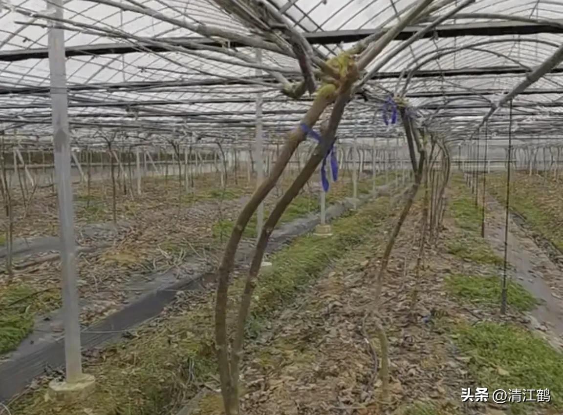 今年猕猴桃树冻害哪个省严重,猕猴桃如何防霜防寒