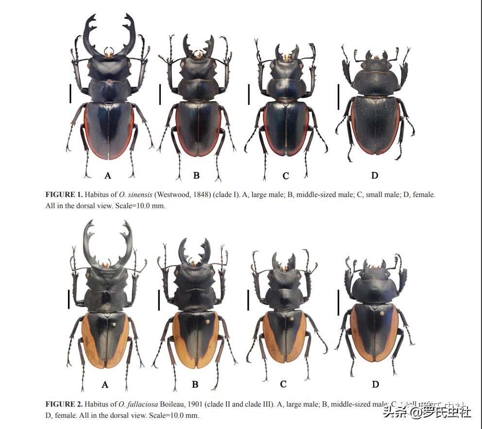 2022年第07期：闲话兜锹，上海本土锹甲的冷知识！|罗氏虫社