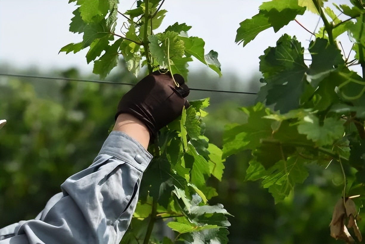 揭秘葡萄酒酿造全过程丨MIHOPE学堂