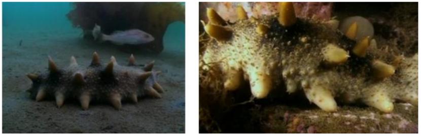 怎么样买不到假的海参,三无海参买不到