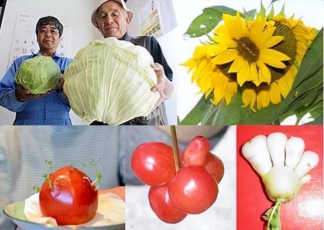 日本发现核辐射鱼,日本8336米深海现怪鱼