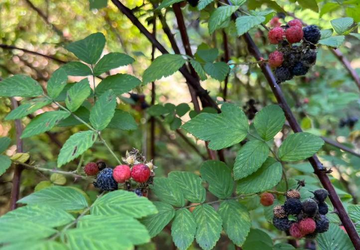 小时候吃的野果子覆盆子,小时候吃像覆盆子的是什么野果