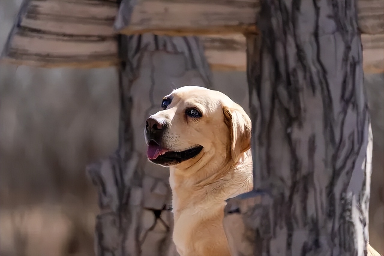 拉布拉多怎么避免肥胖,养一只拉布拉多一个月花多少钱