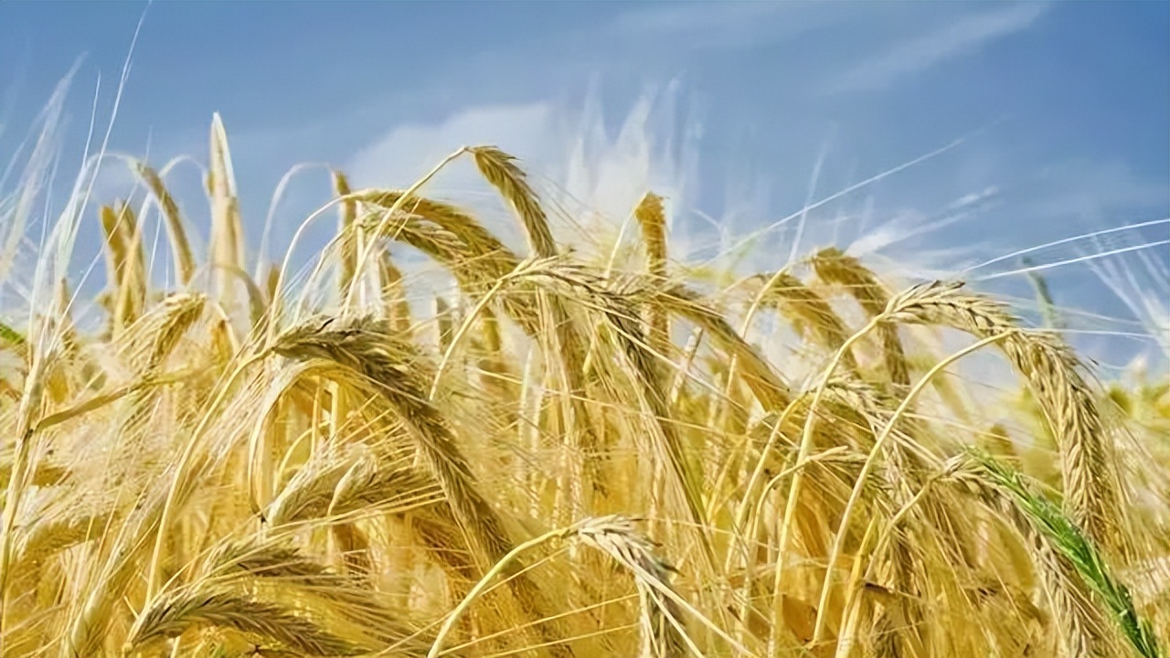 大麦生长的养分,大麦的生长期分为哪几个阶段