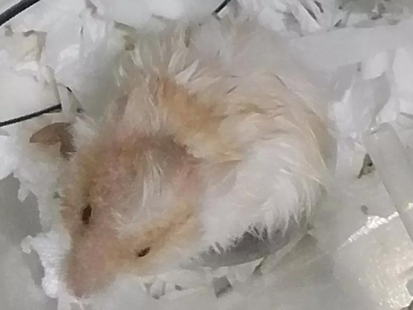 熊熊饲养,熊熊饲养方法