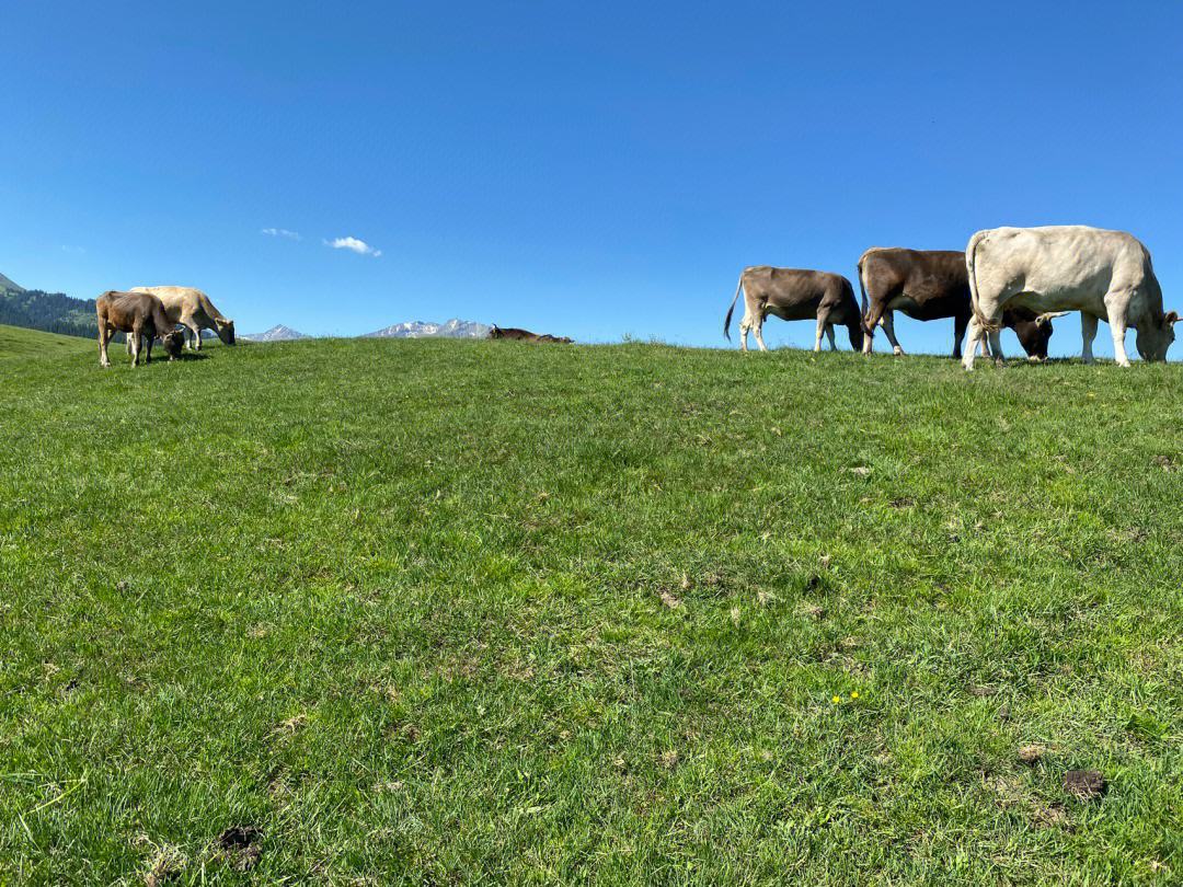 养牛不能和什么一起养,牛羊一起养可以了吗有什么讲究吗