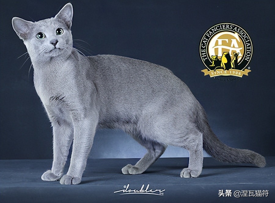 俄罗斯蓝猫法国蓝猫英国蓝猫,欧系俄罗斯蓝猫