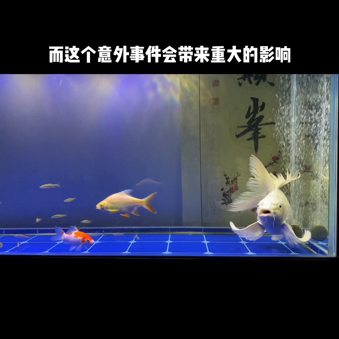 黑天鹅歌曲,黑天鹅事件最新消息