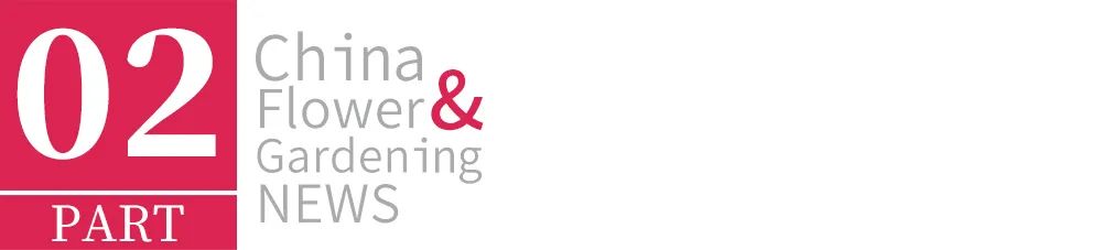 什么树会引起过敏性鼻炎,城市种植什么树最好