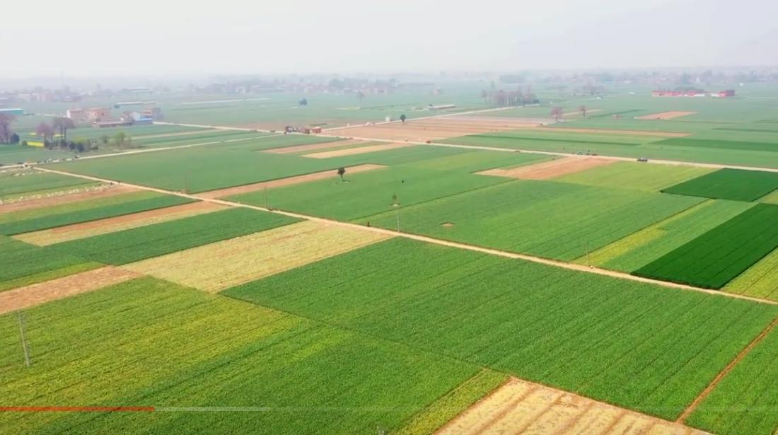 金乡县大蒜是全国第一吗,金乡大蒜入选前十强意味着