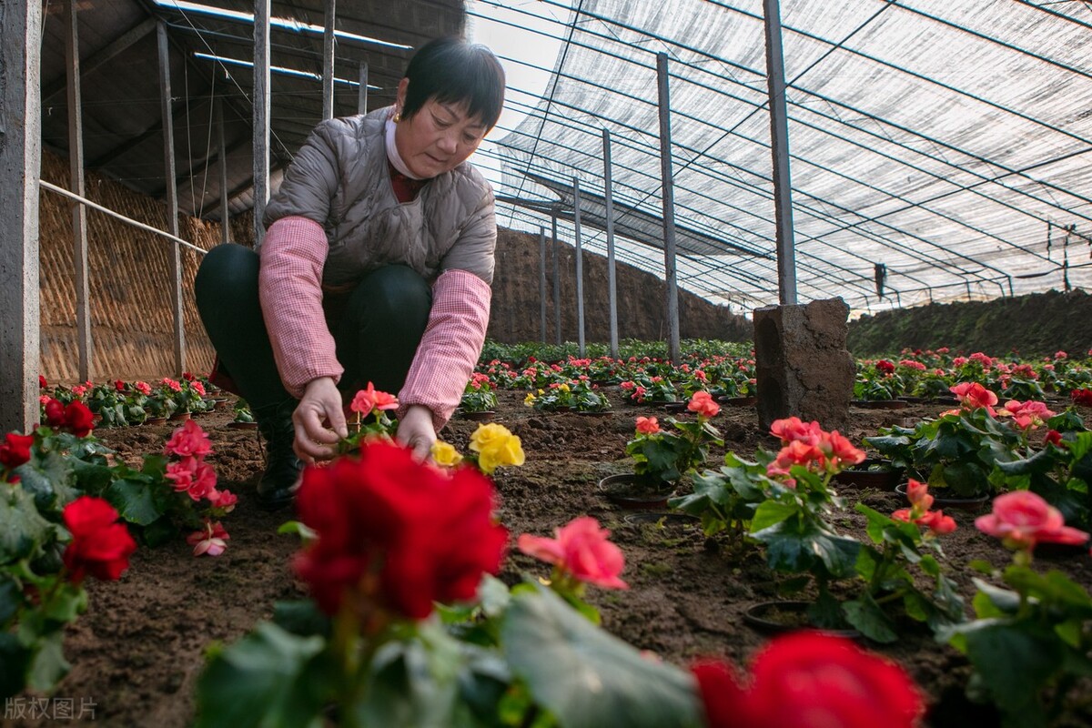 丽格海棠扦插后怎么养护,丽格海棠花用什么花土养护