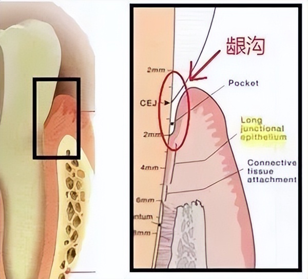 爱牙日正确刷牙的方式了解一下,全国爱牙日正确刷牙顺序宣传视频