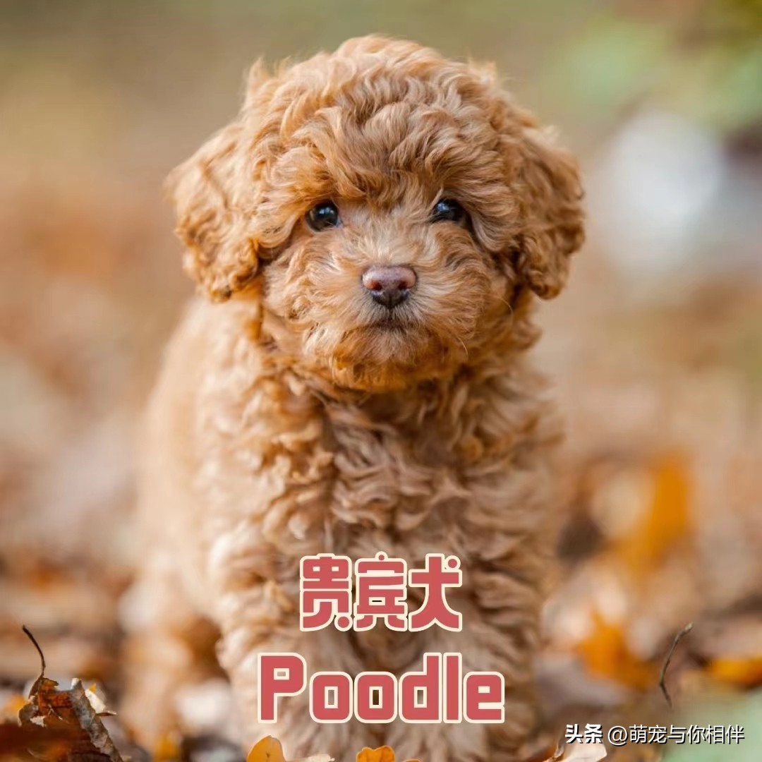 最凶的小型犬,田园犬小型犬