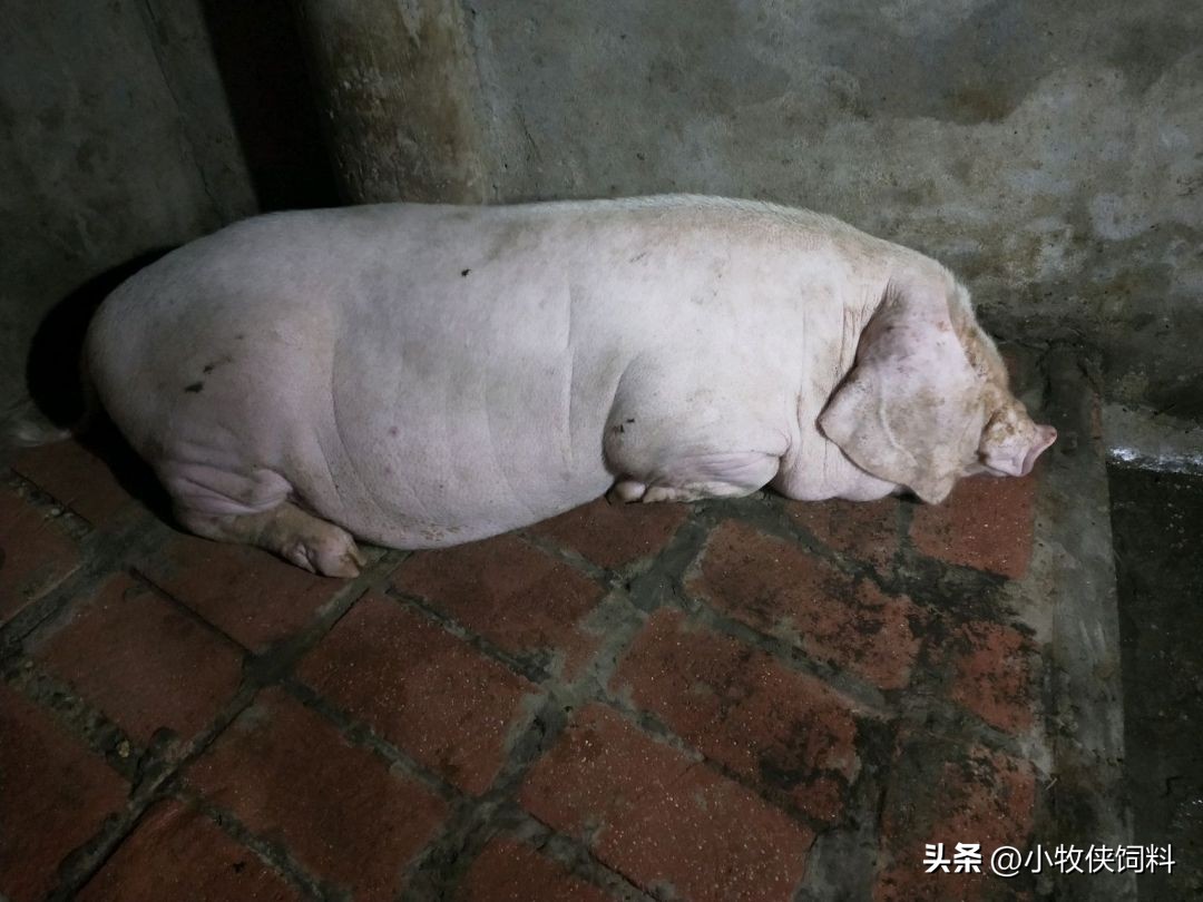 母猪产后拉稀便怎么回事,母猪腹泻拉稀的最佳治疗方法