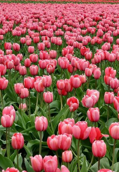 粉色郁金香花束图片大全,粉色郁金香杯