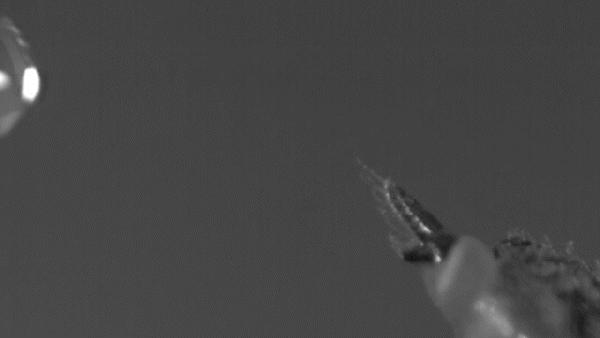 它赖以生存的“弹尿”技巧，甚至能用于发射宇宙飞船