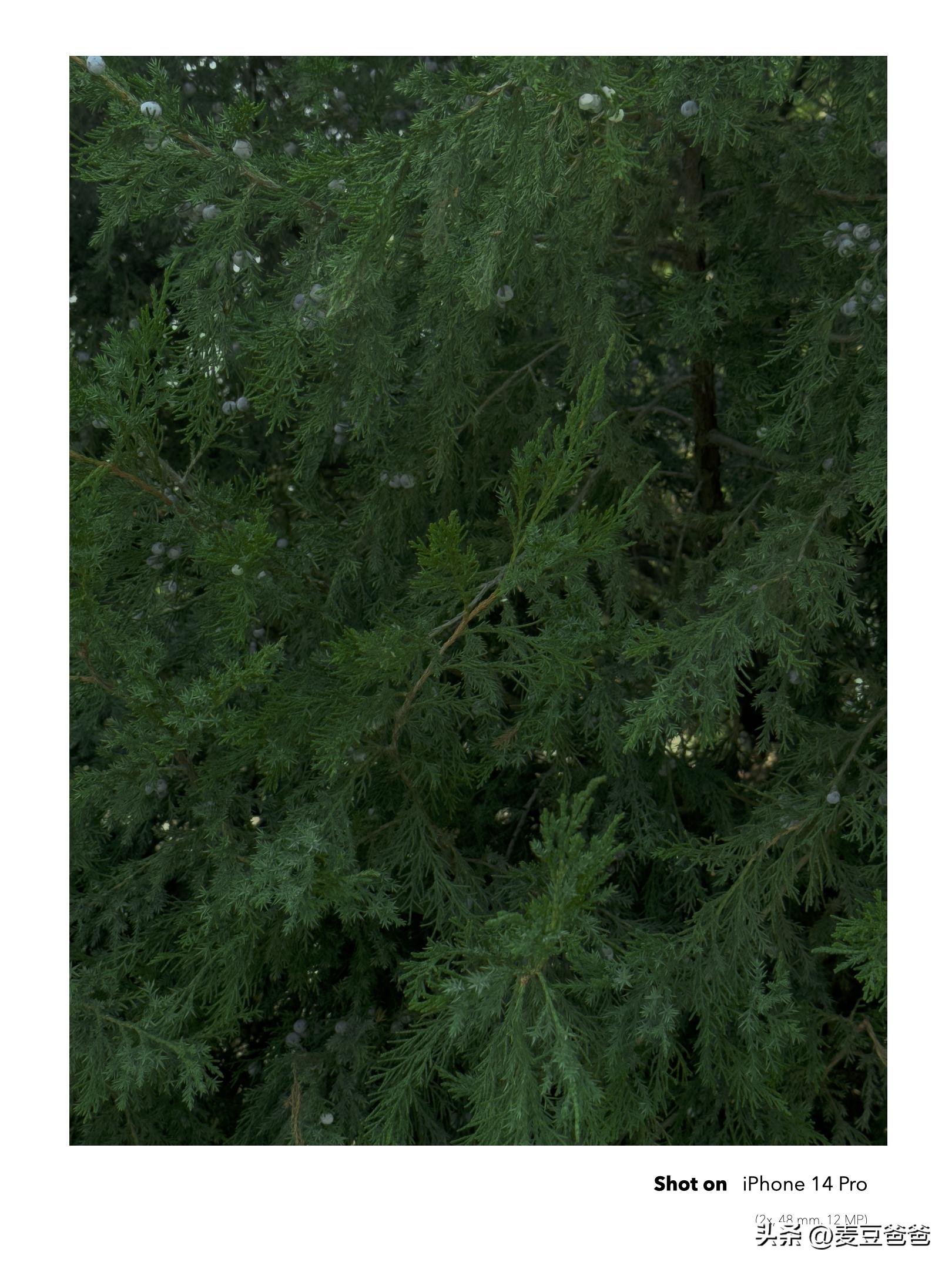 如何利用苹果14手机拍高清图片,iphone14如何拍出好看照片