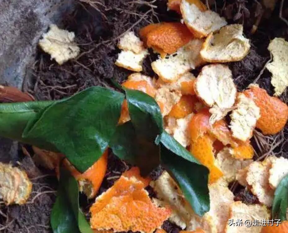 酵素制作方法和技巧,酵素水的制作方法