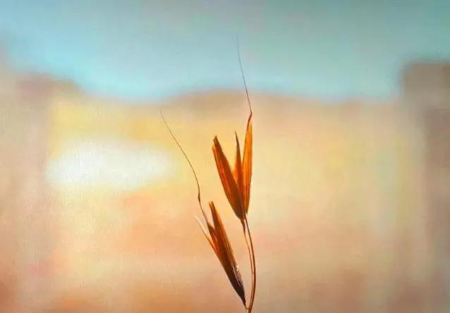 快手网红祁天道微博,快手网红祁天道事件进展