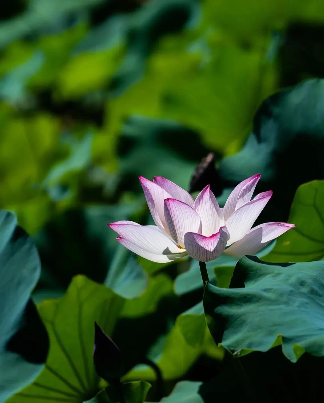 无穷莲叶，精彩纷呈