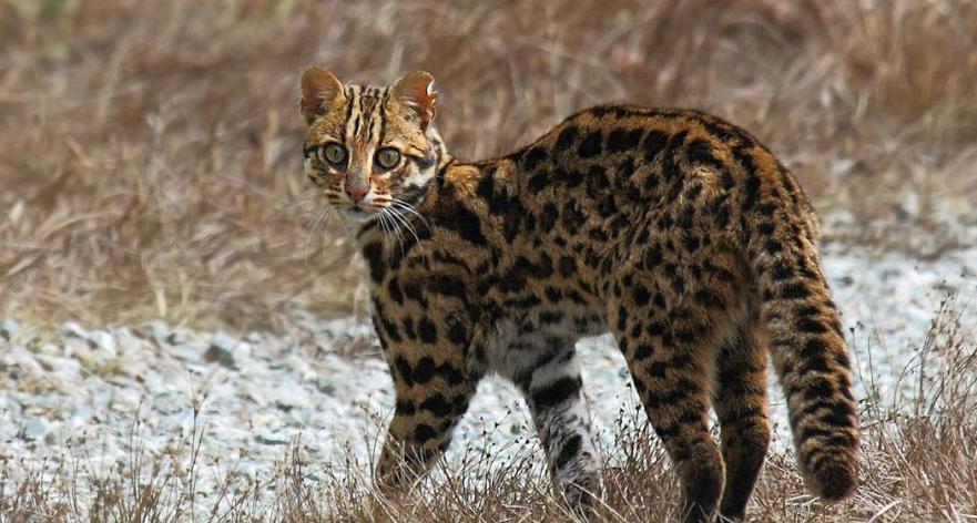 广东老太太捡了一只猫,广东老太上山捡了只小猫