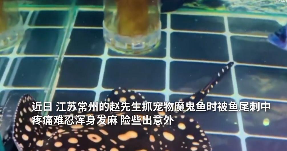 男子被魔鬼鱼毒刺扎,男子被魔鬼鱼蜇伤