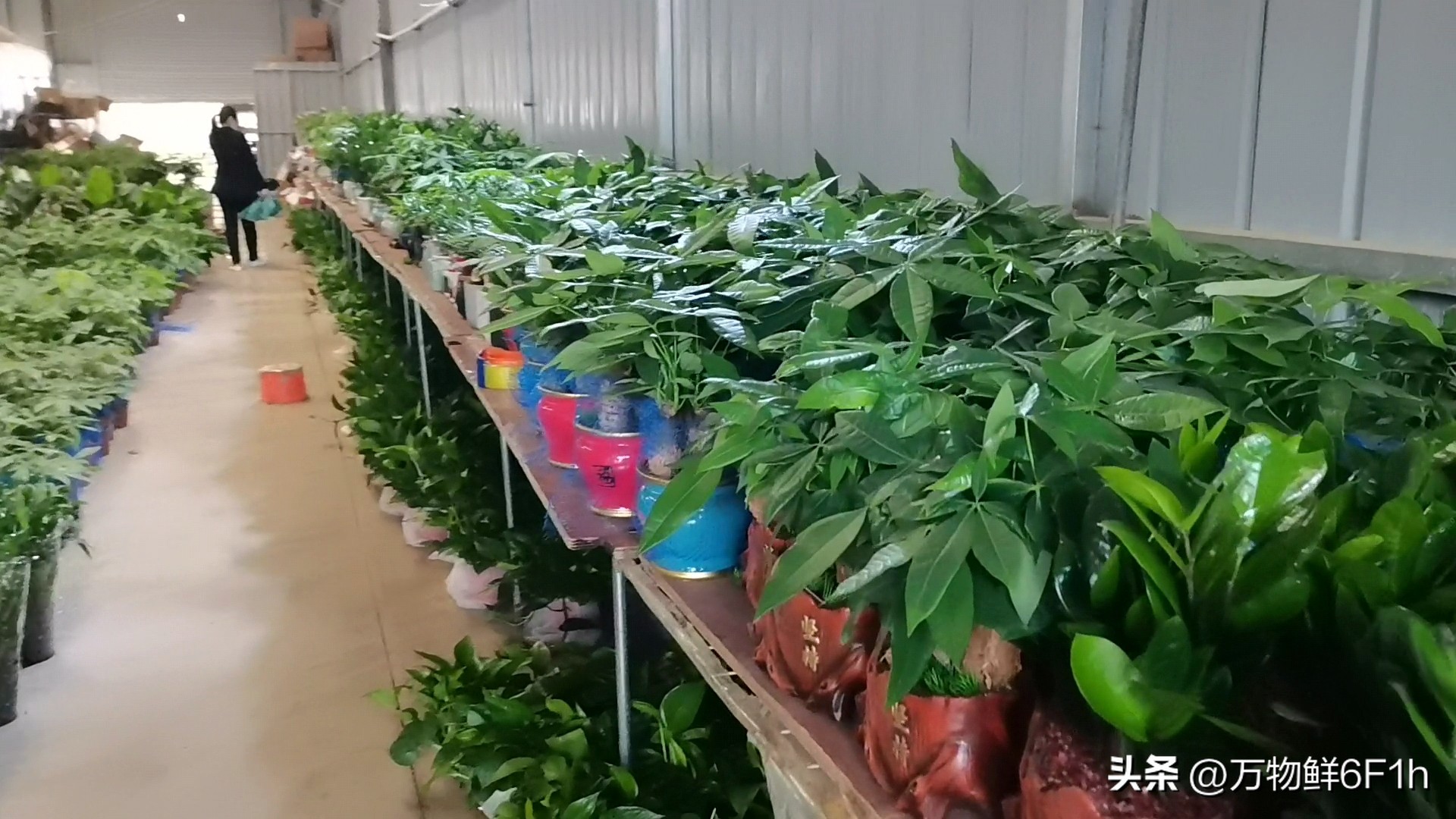 花卉批发市场进货渠道,山东花卉最大批发市场